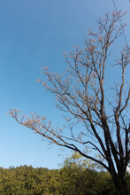 Melia Azedarach, Commonly Known As The Chinaberry Tree. Blue Sky In The Background. Uttarakhand India.