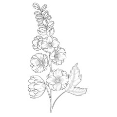 Wall Mural - Delphinium outline botanical illustration