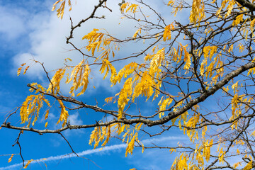 Wall Mural - gleditsia tree branch with its yellow leaves in golden autumn fall colour in november, stock photo i