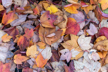 Wall Mural - autumn leaves colour background during the november fall on the forest floor having fallen from a ma