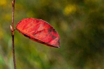 Wall Mural - red leaf background in autumn fall colour during november, macro close up stock photo image with cop