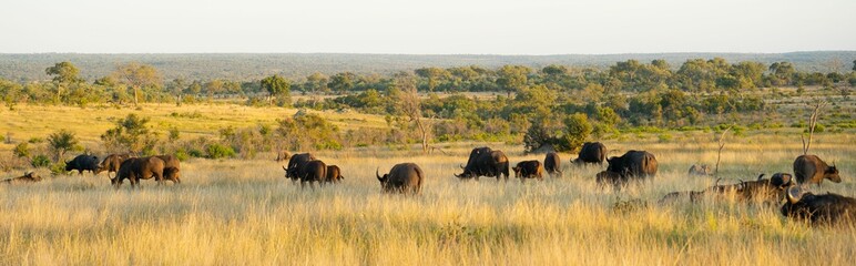 Herd of migrating cape buffalos in Sabi Sands game reserve in South Africa