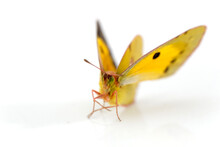 Clouded Yellow Butterfly Isolated On White