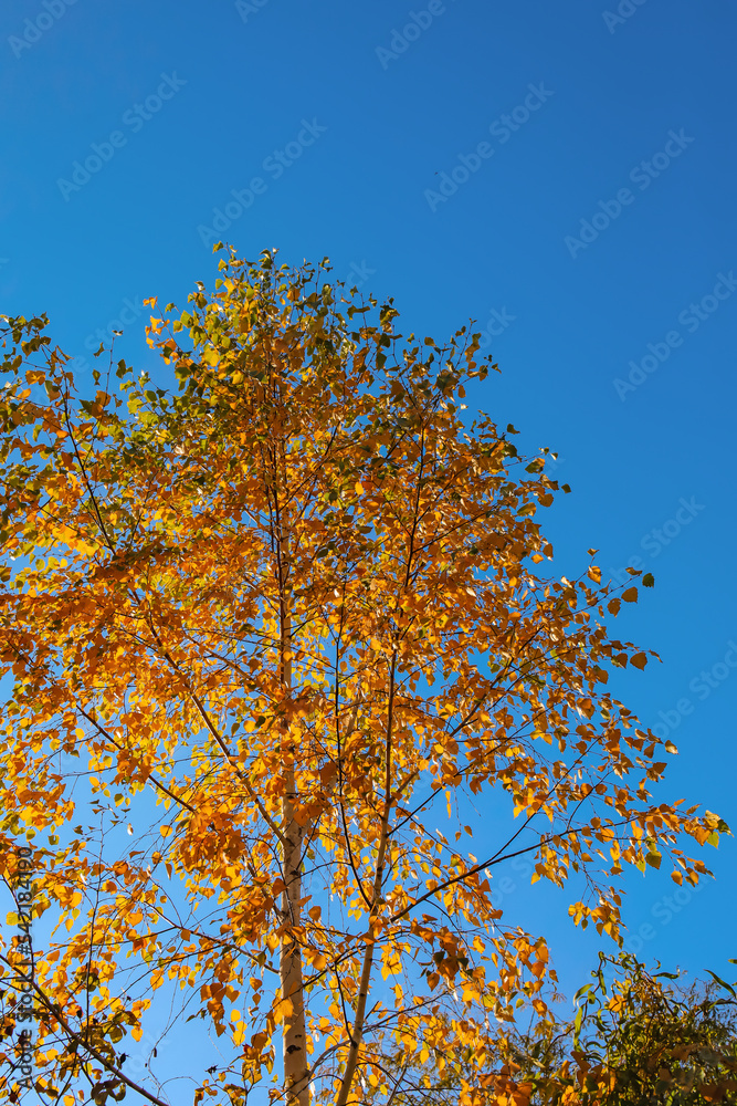 View of trees with yellow leaves and blue sky