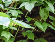 Selective Focus Shot Of Black Dragonfly Perched On Green Leaf