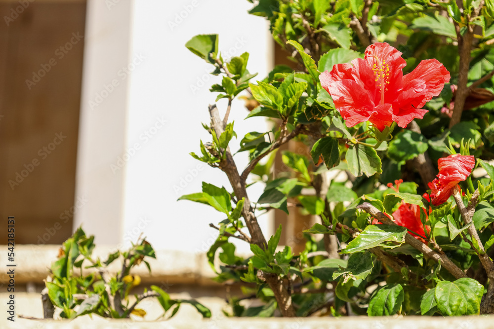 Beautiful Chinese hibiscus outdoors, closeup