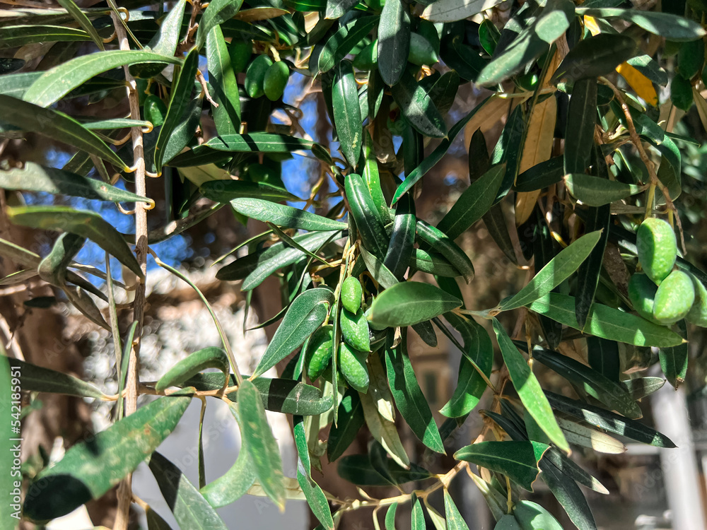 Tree with green olives and leaves outdoors, closeup