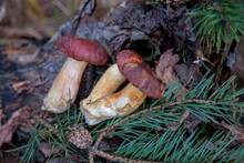Group Of Wild Edible Bay Bolete Known As Imleria Badia Or Boletus Badius Mushroom On Old Hemp In Pine Tree Forest..