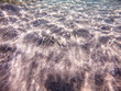 Shoal of Goatfish (Mullus barbatus) on sand sea ​​bottom at the Red Sea coral reef..