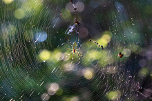 Spider Web Yellow Garden Spider