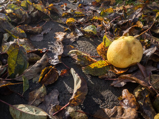 Wall Mural - Apple on the ground with old leafs in sunlight.