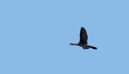 A Pigmy cormorant (Microcarbo pygmeus) in flight