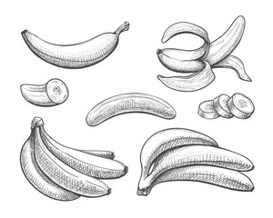 Wall Mural - bananas vintage sketch