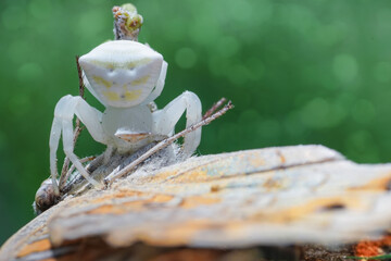 white spider eating butterfly