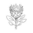 Line drawing of a King Protea Isolated