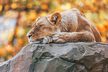 Wall Mural - Sleeping lioness lies on a stone