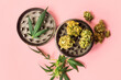 Cannabis flower buds Medical Marihuana leafs and grinder on pink background