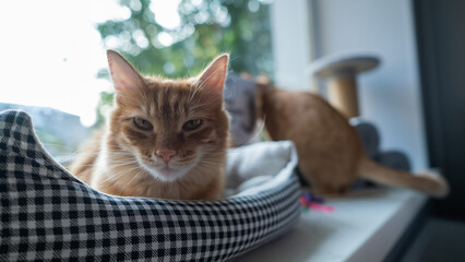 Naklejka na meble Red cat lies in a couch on the window. 