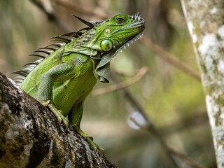 Sticker - Closeup shot of a green invasive iguana on a tree branch