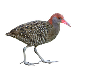 Slaty-breasted rail (Lewinia striata) beautiful bird with stripe grey feathers, pink beaks, red head with long legs and fingers isolated on white