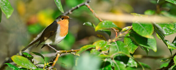 Canvas Print - Rotkehlchen // European robin (Erithacus rubecula) 