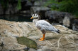 Bar-headed goose resting on a rock