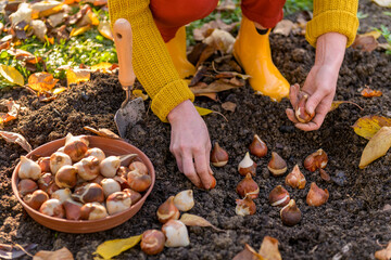 Woman planting tulip bulbs in a flower bed during a beautiful sunny autumn afternoon. Growing tulips. Fall gardening jobs background.