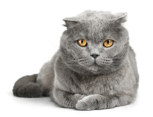 Poster - Grey Scottish Fold Lying Down