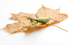 The European Mantis (Mantis Religiosa) Resting On Acer Or Maple Autumn Leaf With White Background.