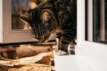 Sticker - Beautiful tabby cat (Felis catus) looking out of an open window