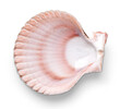 Seashell sea life conch conch shell shell ceramic sea