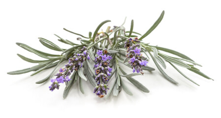 Wall Mural - Lavender flower and leaves.