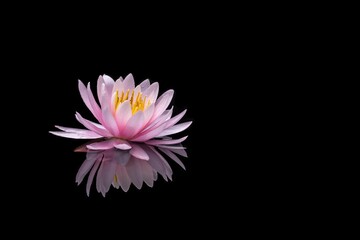 Wall Mural - Lotus flower in the lake with water drops. Black background.