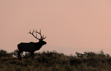  Bull Elk During the Fall Rut in Wyoming