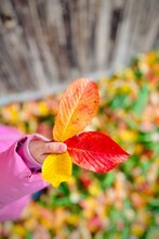 Close-up Of A Child's Hand Holding Autumn Leaves