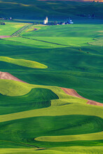 Green Hues Of The Wheat Fields Of The Palouse