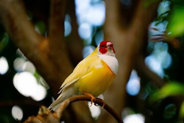 Wall Mural - Low angle of a Gouldian finch (Erythrura gouldiae) on a blurred natural background