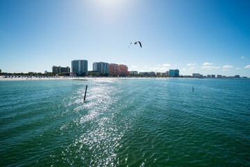 Fototapete - Clearwater Beach Sea Gull And Sun