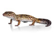 Ocelot Gecko