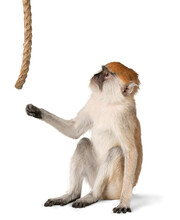 Monkey Playing With Rope - Isolated