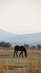 Caballo pastando en hermoso paisaje 