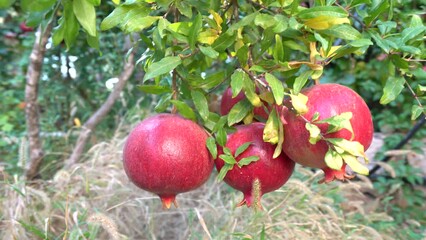 Wall Mural - Pomegranate fruit. Fresh and ripe red Pomegranates, green garden in the background. Organic Bio fruits close-up. 4K UHD video.