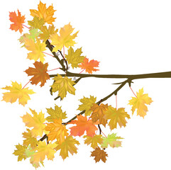 golden maple tree branch isolated on white background