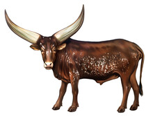 Watusi, A Breed Of Cattle Bred In Africa