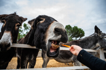 Wall Mural - A funny donkey eating a carrot