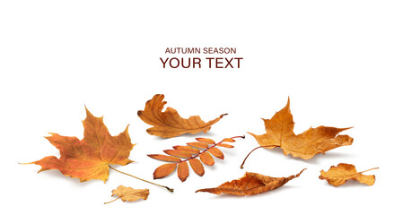 Aufkleber - Autumn yellow orange leaves falling down Isolated on white background
