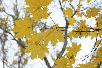 yellow maple leaves