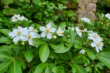 Wall Mural - Choisya Ternata, an aromatic evergreen shrub also known as Mexican Orange Blossom because of its strong orange blossom fragrance
