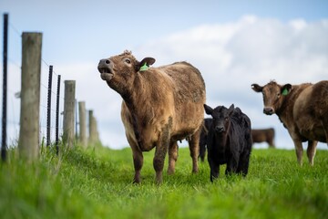 herd of Cows grazing on pasture in a field. regenerative angus cattle in a paddock 
