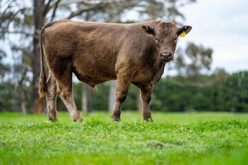 Close up of Stud speckle park Beef bulls, cows and calves grazing on grass in a field, in Australia. breeds of cattle include speckle park, murray grey, angus, brangus and wagyu on long pastures in sp